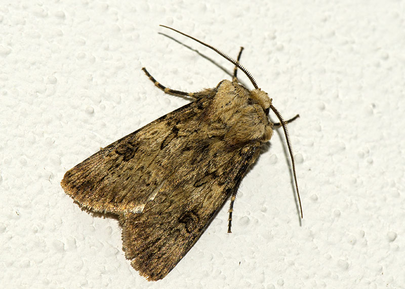 Noctuidae - Agrotis puta